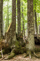 trunks of an old green chestnut forest