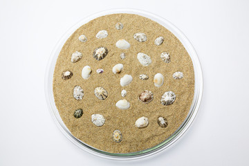 shells on the yellow sand of the beach