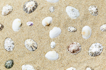 shells on the yellow sand of the beach