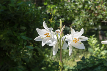 Beautiful white flowers