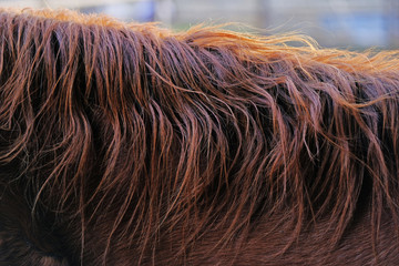 Wavy horse mane close up shows hair texture.