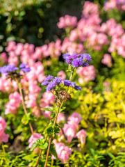 Colorful flowers in park