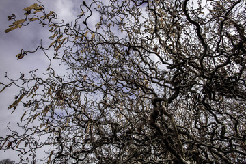 Winter Tree Patterns