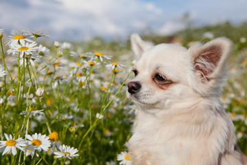 Puppy Chihuahua likes summer.