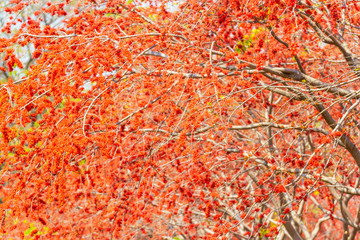 Close up Beautiful tree Monkey flower tree, Phyllocarpus septentrionalis for wallpaper background