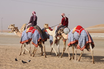 Camel Race Training in the Desert