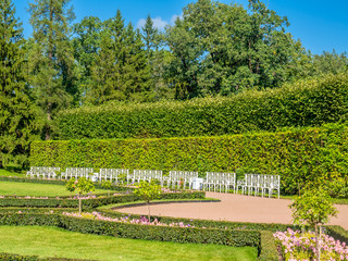 Obraz premium Green leaves tree in park