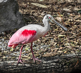 Roseate spoonbill. Latin name - Platalea ajaja	