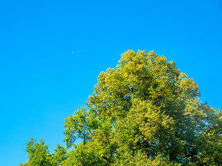 Green leaves tree in park