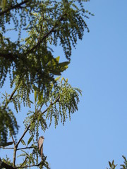 tree and blue sky