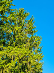 Green leaves tree in park