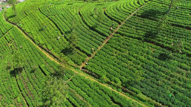 Famous green tea plantation landscape view from Lipton's Seat, Haputale, Sri Lanka.