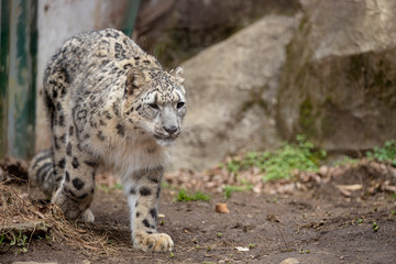 Obraz premium ユキヒョウ