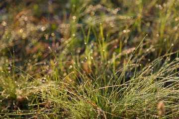 dew on the grass in the sunlight close up