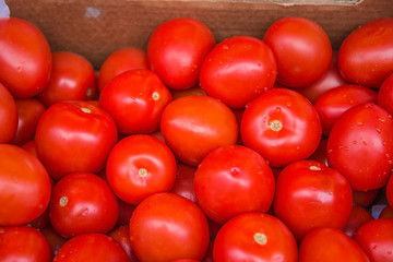 Fresh tomatoes in the box