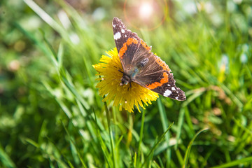 Orange butterfly urticaria on a bright yellow dandelion on the spring meadow