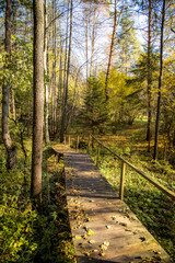 wooden path in the forest
