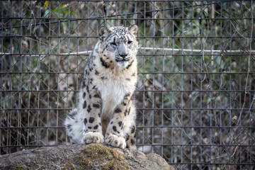 ユキヒョウ