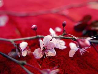 ramo di fiori di pesco fotografato in interno su sfondo rosso