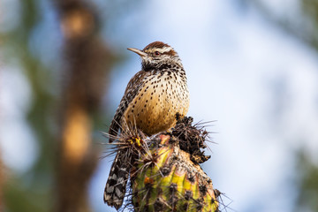 Cactus Wren perched on a Saguaro Cactus
