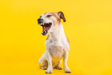 Cool dog with an open mouth screams turned away in disgust judging emotions. Yellow bright...