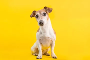 Poster Adorable dog portrait in full lenght on yellow background © Iryna&Maya