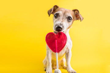 heart simbol shaped candy licking dog. Sweets lover pet. Diet. Yellow background