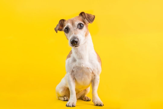 Adorable dog portrait in full lenght on yellow background