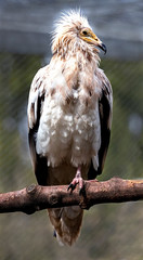 Egyptian vulture. Latin name - Neophron percnopterus