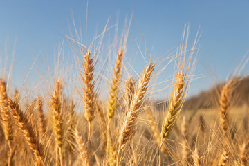 Close-up Barley in the field with sunny day. Beautiful nature and fresh air.