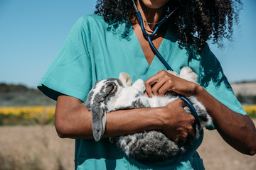 Veterinarian examining a bunny in a hay field