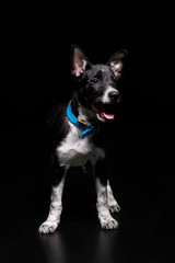 mongrel dog in blue collar isolated on black