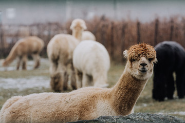 alpacas