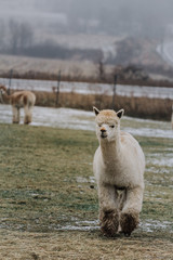 alpacas 