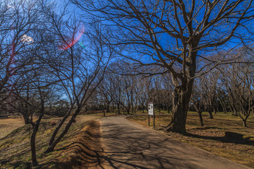 冬の佐倉城跡の三の門跡の風景