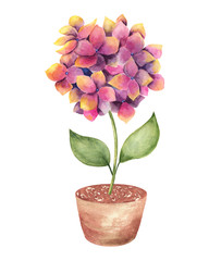 Watercolor composition of blooming cacti.   Watercolor graphic for fabric, postcard, greeting card, book, poster, tee-shirt.