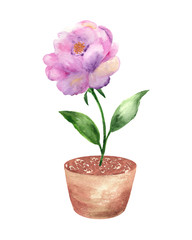 Watercolor composition of blooming cacti.   Watercolor graphic for fabric, postcard, greeting card, book, poster, tee-shirt.