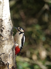 male great spotted woodpecker (Dendrocopos major)
