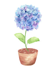 Watercolor composition of blooming cacti.   Watercolor graphic for fabric, postcard, greeting card, book, poster, tee-shirt.