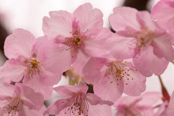 Kawazuzakura of Sakuma Dam located in Kyonan town Awa district, Chiba Prefecture, Chiba Prefecture, Japan