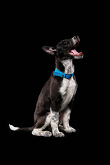 Obraz premium pooch dark dog in blue collar with open mouth isolated on black