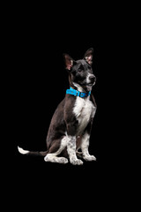 pooch dark dog in collar isolated on black