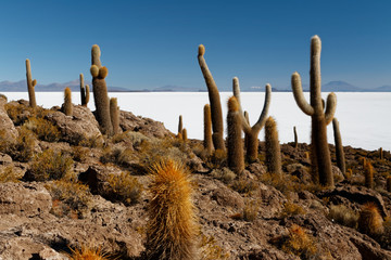 Isla de Pescado - wyspa na środku solnikska Salar de Uyuni - obrazy, fototapety, plakaty
