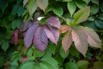 Closeup photo of green plant.