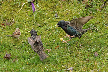 Star  (Sturnus vulgaris)