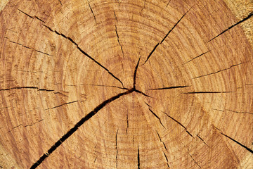 Fototapeta premium cut of a wooden deck of oak, on which the structure of a tree is visible