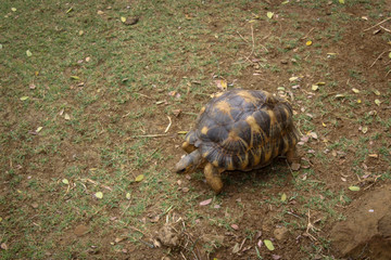 Obraz premium Baby Tortoise have a morning walk in the park
