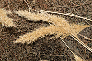 hay pile dry grass reeds hayloft for agriculture design background