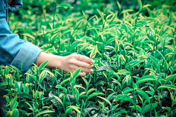 Green tea field on mountain