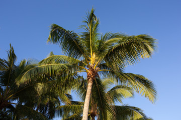 Obraz na płótnie Canvas Palm tree and blue sky